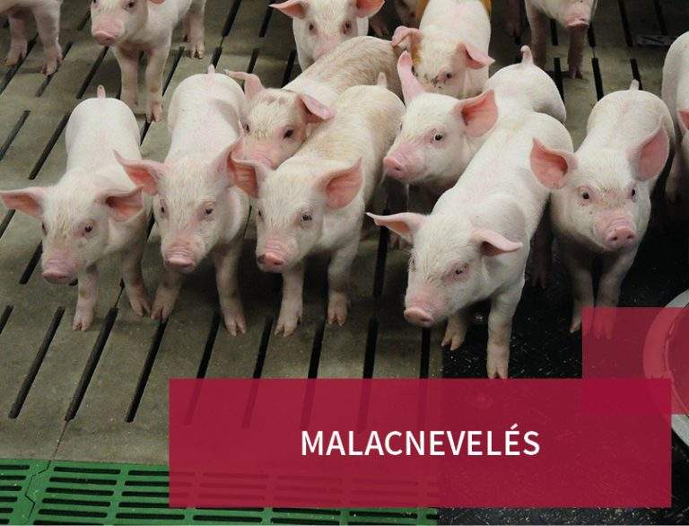 Malacnevelés