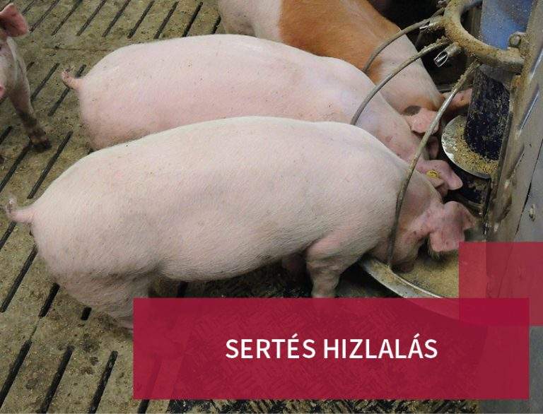 Sertés hizlalás